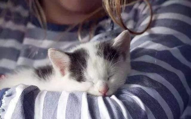 小猫老是爬床上来 94c69122e3ac1e55d4190d.jpg