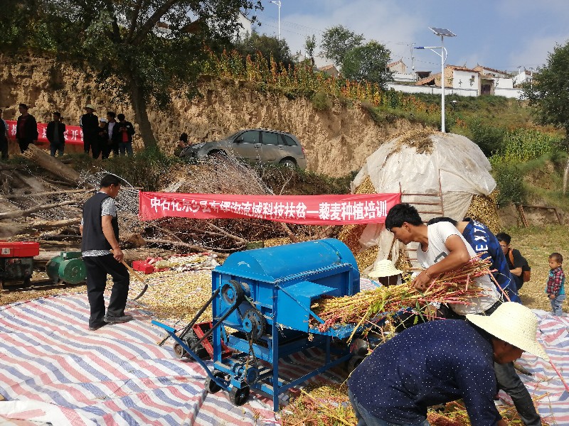 扶贫探出新路 甘肃东乡藜麦喜获丰收